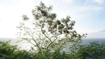 A tree with leaves on it photo