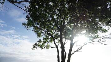 A man standing on a bench next to a tree photo