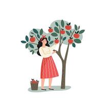 Girl picking apples from tree in autumn in quiet garden, flat illustration vector