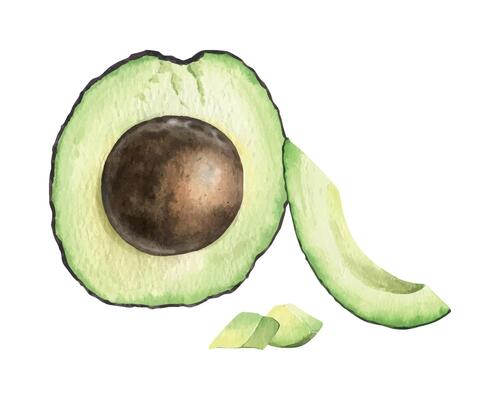 Half of Avocado fruit with seed and slices. Isolated hand drawn watercolor illustration of vegan Vegetable. Botanical composition for menu, packaging of food and cosmetics, fabrics, cards, recipe
