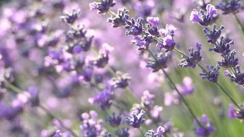 A field of purple lavender flowers. The flowers are in full bloom and are scattered throughout the field. Scene is peaceful and serene, as the flowers are a beautiful and calming sight. video