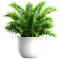 A Palm tree in a pot png