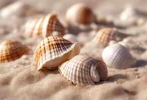 ocean sand beach sea seashell shell nature tropical background summer photo