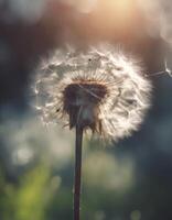 A dandelion with seeds blowing in the wind photo