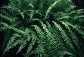 abstract leaf fern naturalpattern luxuriant spring background pattern uphigh leaves plant photo