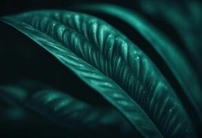 nature pattern foliage leaf dark tropical abstract green background texture photo