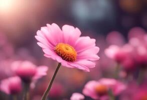 Pink flowers in a field with a blurry background photo
