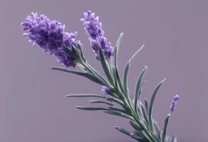 herb plant olated lavender transparent old leaf retro botanical vintage lavandula botanic background watercolor photo