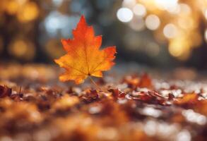leaf treebranch botany bright red sunray abstract autumn fall maple background photo