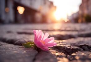 asphalt pavement street flower fractured strength growth hope close background growing life pink nature plant sunset crack photo