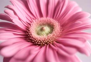 freshness gerber flower olated pink background gerbera spring blooming white photo