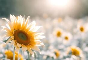 symbol flower botany iss nature sun flowerpetals olated perfekte summer sonnenblume sunflower photo