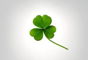 white shamrock nature olated luck day clover four leaf green irish photo