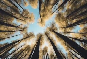 treetop landscape ray sun tree spring canopy forest view spheric magnificent scenery treetops upwards nature wood photo