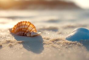 sun shellfish fresh golden small tranquilscene sand blue breeze tranquil holiday sky vacation nobody cloudy sea scene shell photo