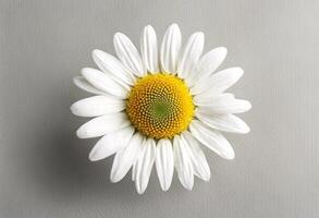 macro beautiful background beauty white bloom object olated pattern abstract lay daisy flat view flower top chamomile one photo