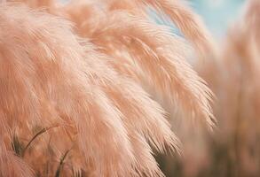 of fuzz 2024 peach pampas embracing vibrant close view colours grass pastel peachy nature color flora new photo