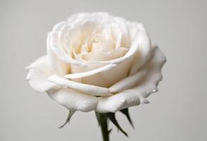 background rose olated white white photo
