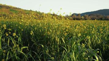 Spring campaign in the early hours of the day video