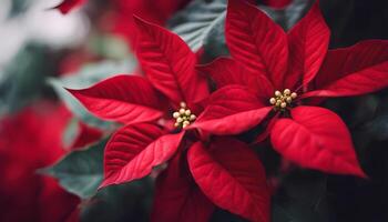 pointsettia leaf gorgeous christmas nature red flower celebration holiday decoration photo