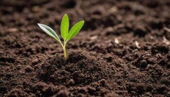 ai tree tree growth seedling new generative e concept morning reforestation sprout soil dirt black grow grew dirtied small photo