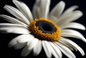 nature background black flower card grieved blossom copy white daisy photo