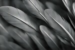 seven feathers white collection purity waft background isolated chicken imagination individual quill abstract effortless object cygnet fluffy gravity fragile person wing concept photo