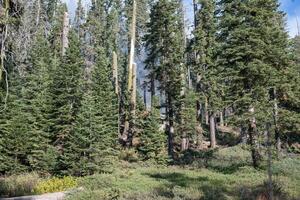 Scorched forest regrowing after wildfire with smoke in the air in California. Concept of environmental recovery, climate change, and nature resilience. photo