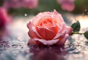 dew bloom anniversary background rose closeup drops conceptual botanical affection deep detail water with photo