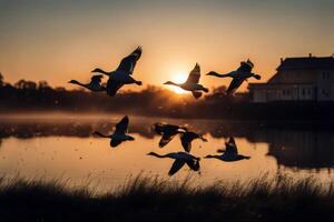 sunset flying Geese flight freedom sundown twilight nature bird sky survival water sun cloudy soaring sunny free cloud canadian goose migratory migrate photo