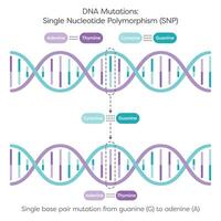 Single Nucleotide Polymorphism SNPs DNA Mutation diagram vector