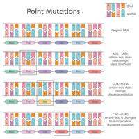 DNA substitution, deletion, and insertion point mutations diagram vector