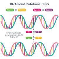 Single Nucleotide Polymorphism DNA Mutation diagram vector