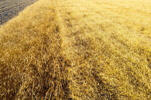 drone aerial view of a ripe summer wheat field, background for agriculture concept photo