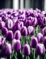 tulips flower a purple tulip bouquet affection background white border photo
