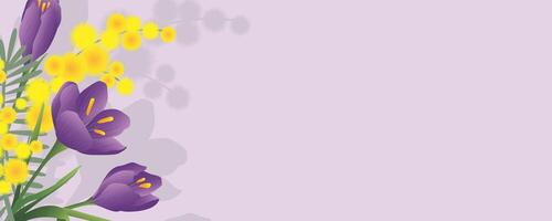 Spring background with crocus and mimosa flowers. Horizontal format with copy space. vector