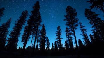 Majestic pine trees silhouetted against starry night sky photo