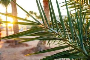 Sunlight filters through palm leaves in a tropical setting during golden hour photo