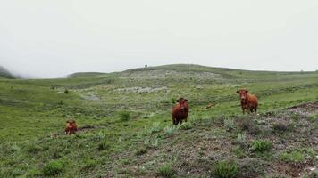 A herd of cows standing in a field video