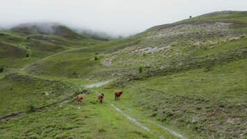 Horses walking on a mountain path in the fog video
