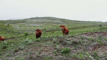 A herd of cows standing in a field video
