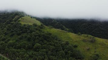 An aerial view of a green forest with trees and fog video