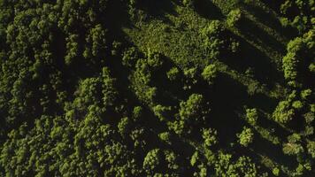 Aerial view of forest with trees and grass video