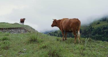 Two cows standing on a hillside video
