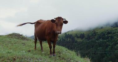A cow standing on a hillside with a mountain in the background video