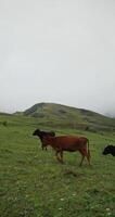 A group of cows walking in a field video
