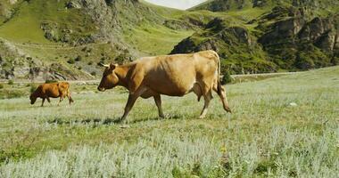 Two cows grazing in a field near a mountain video