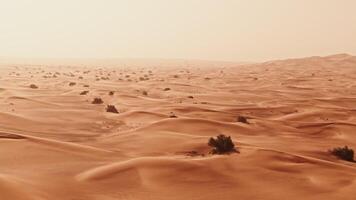 A desert with sand dunes and trees video