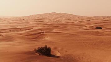 A desert with sand dunes and trees video
