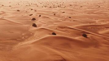 A desert with many trees and sand dunes video
